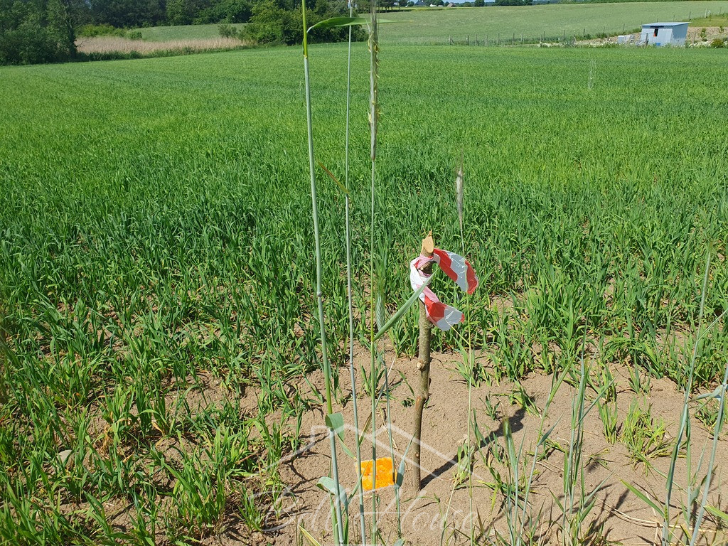 Działka Sprzedaż Zieleniewo 8